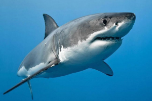 Veliki bijeli morski pas Veliki bijeli morski pas